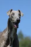 GREYHOUND 007